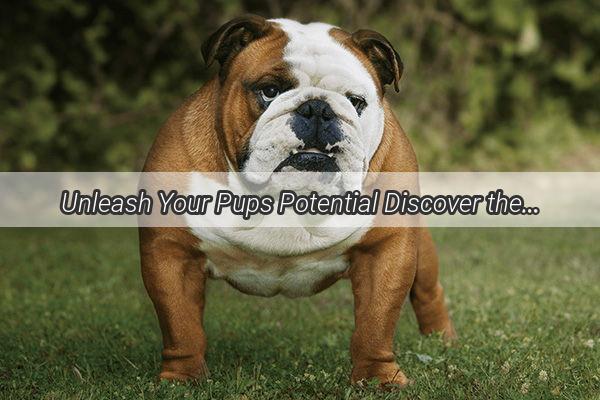 Unleash Your Pups Potential Discover the Best Dog Advertising Shops in Chengdu